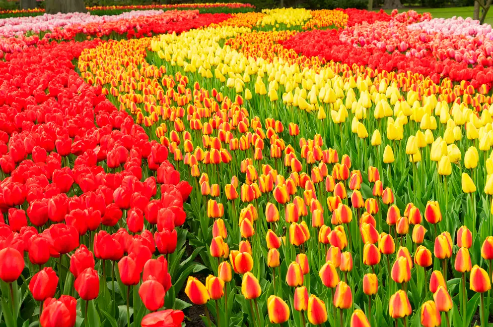 Transform Your Outdoor Space with These 30 Gorgeous Flower Varieties