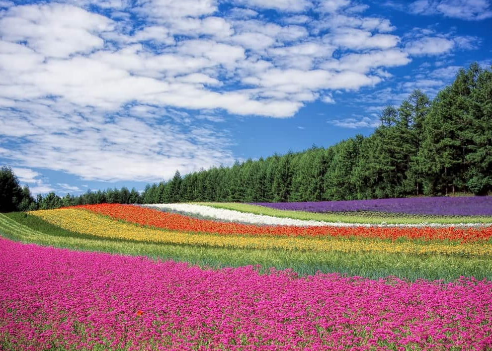 Explore the Colors and Beauty of 30 Unique Flower Species